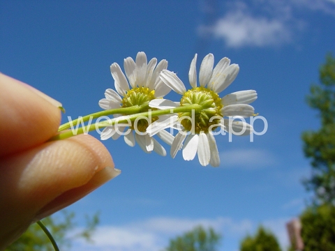 chamomile, wild